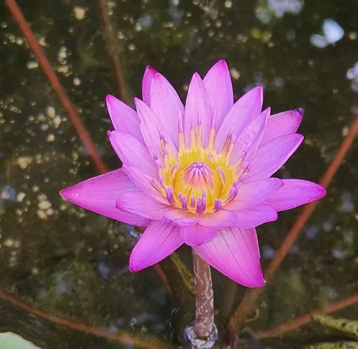 Sprüche zur Achtsamkeit Blume