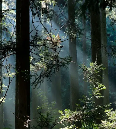 Licht fällt durch die Äste von Nadelbäumen