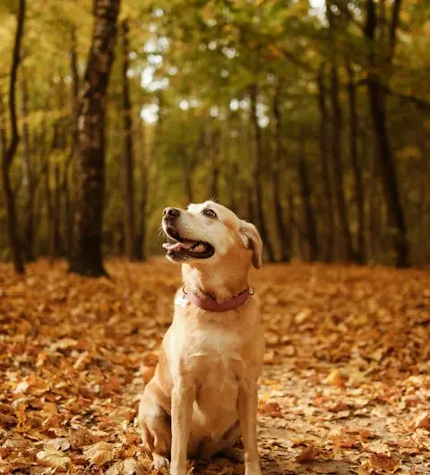 Hund sitzt auf mit Laub bedecktem Waldboden
