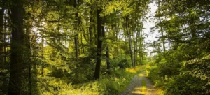 Waldbaden Übungen Beitragsbild